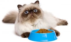 CAT FOOD 