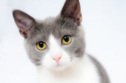 Cat Pet Animal 