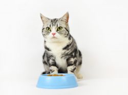 Food Ingredients CAT 