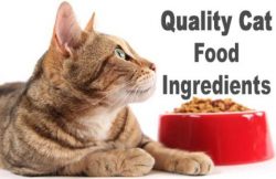 Food Ingredients CAT 