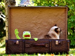 Kermit Cat British Shorthair