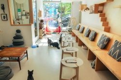 KitTea Cat Cafe – San Francisco, California 