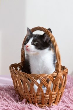 Kitten Pets Animals 