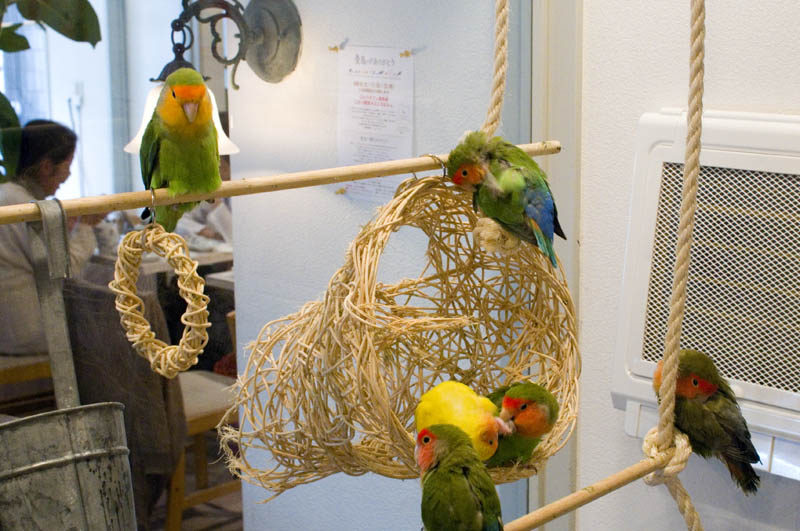 Kotori Bird Cafe â Omotesando, TokyoÂ 