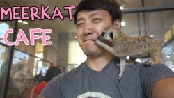 Meerkat Cafe – Seoul, South Korea – Google Search