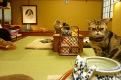Neko no Jikan – Japan 