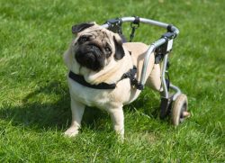 What to do Before Adopting a Special Needs Pet 