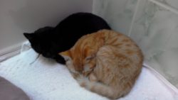 Our new two cats named Coco and Mochi. Are 8 months old. One is a orange/golden tabby and the ot ...