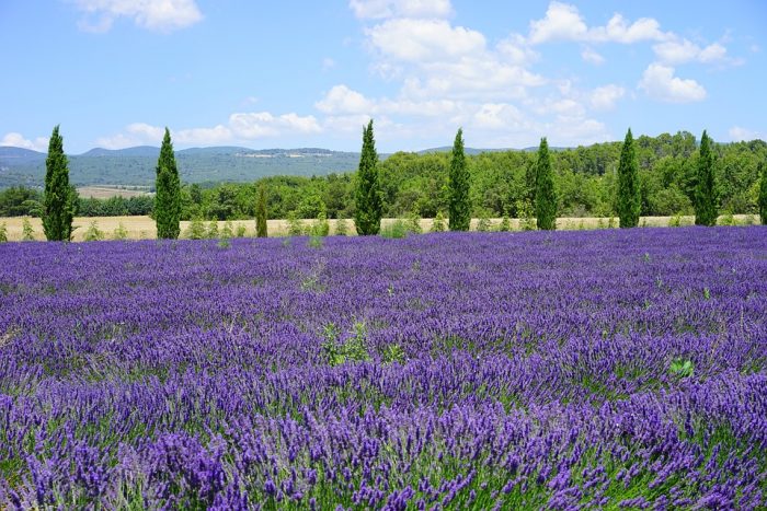 Lavender Field for dog
