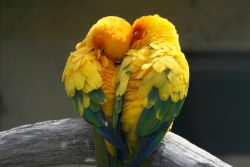 5 Facts About Lovebirds-By Digby Bodenham writing for ExoticDirect pet insurance – BuzzSha ...