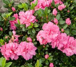 Azalea – bad for dog