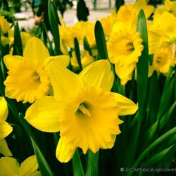 Daffodil – bad for dog