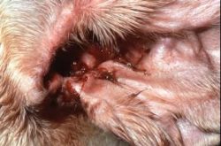 dog ear infection 