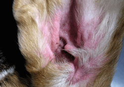 dog ear infection