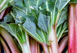 5 Garden Plants That are Toxic to Dogs – BuzzSharer.com