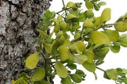 Mistletoe – bad for dog