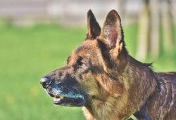 Schäfer Dog German Shepherd Old .