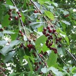 Wild cherry plant – bad for dog