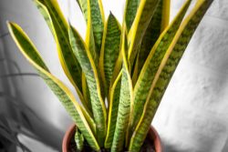 Garden Safety for Our Four-Legged Friends – BuzzSharer.com