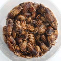Why Dubia Roaches Should Be on Your Bearded Dragon’s Menu – BuzzSharer.com