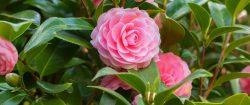 15 Dog-Safe Plants to Add to Your Garden – BuzzSharer.com