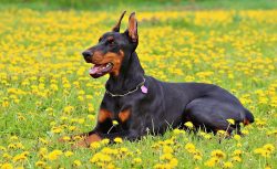 5 Low Maintenance Dog Breeds for Couch Potatoes – BuzzSharer.com
