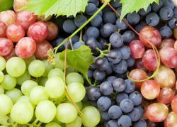 What Fruits and Vegetables Can Your Dog Eat? – BuzzSharer.com