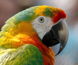 A REVIEW OF PET STORES IN RHODE ISLAND