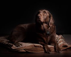 What You Need to Know About Dogs Food Allergies  
