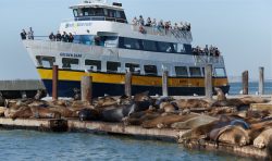 Blue and Gold Fleet Bay Cruises – pet friendly