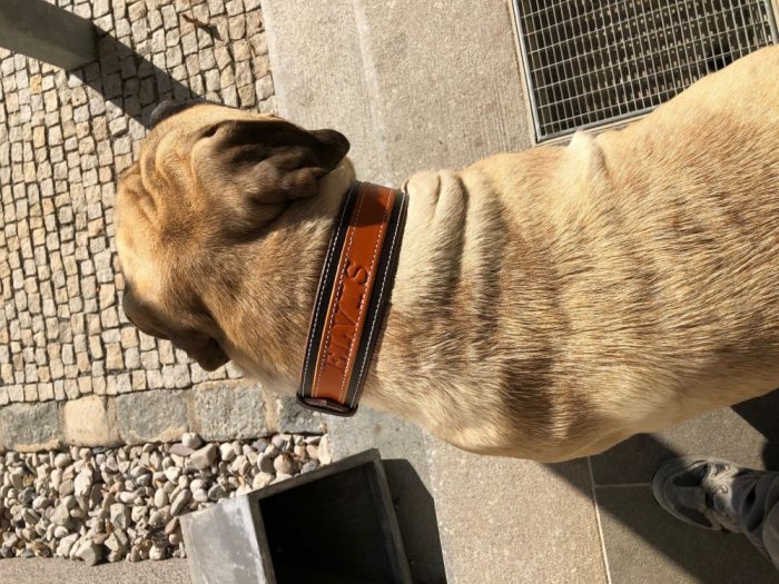Classic collar for dogs Maronero – DOGMOUNT