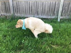 Disposing of Poop 