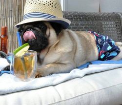 Dog Vacation Care: What to Do With Your Pets When You Go on a Trip – BuzzSharer.com