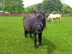100 Most Popular Horse Names