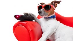 netflix dog –