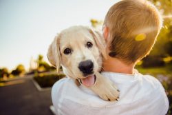 Adorable Animal Dog – Free photo on Pixabay