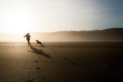 Beach Dog Chase – Free photo on Pixabay
