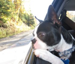 /boston-terrier-in-car.jpg –