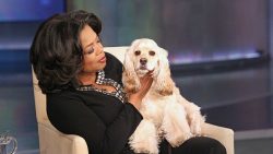 8 Celebrities, Who Are Obsessed with Their Dogs – BuzzSharer.com