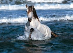 34 Most Random, Amazing And Bizarre Facts About Horses