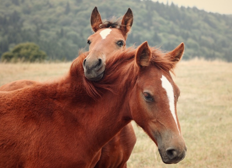 34 Most Random, Amazing And Bizarre Facts About Horses