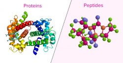 Peptides and Proteins: What’s the Difference?