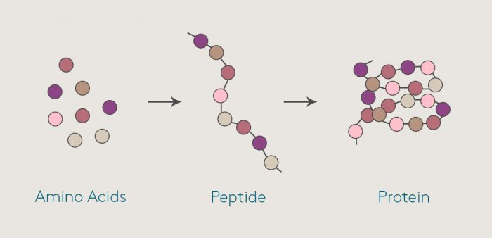 peptides