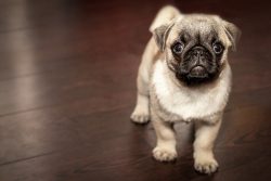 Pug Puppy Dog – Free photo on Pixabay
