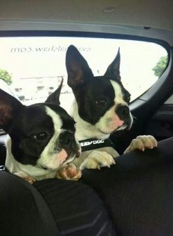 20 Reasons Boston Terriers Are Actually The Worst Dogs To Live With