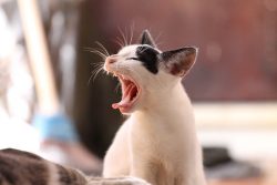 Animal Cat Kitten 