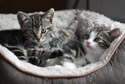 Cat Kittens Small – Free photo on Pixabay