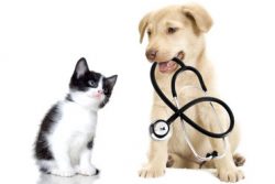 Common Dog Skin Problems and How to Deal with Them