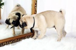 dog and mirror ]