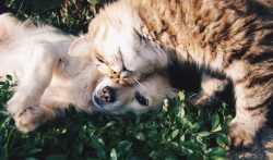Friends Cat And Dog Cats Dogs – 